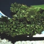 Kale Chip