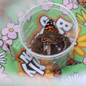 insectlore9