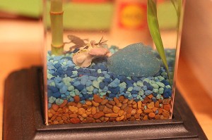ecoaquarium