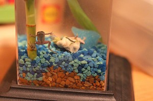 ecoaquarium2