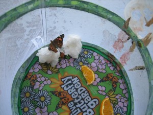insectlorepic2
