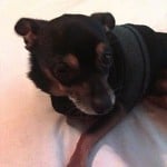 dog sweater