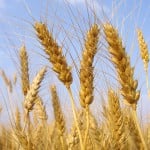 wheat before harvest