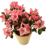 FlowersInPot
