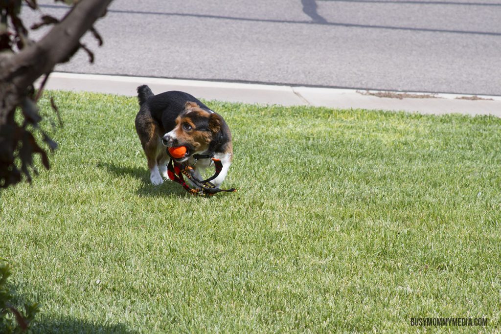 DIY Tennis Ball Sock Dog Toy
