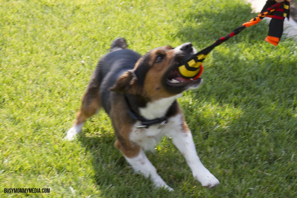 DIY Tennis Ball Sock Dog Toy